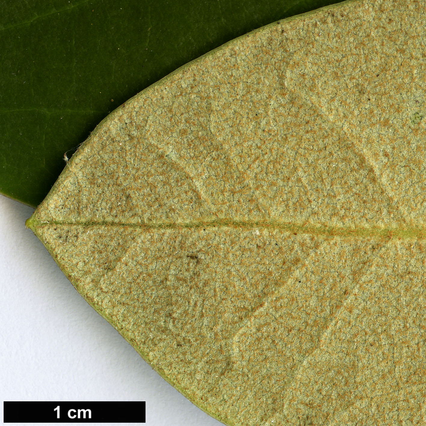 High resolution image: Family: Ericaceae - Genus: Rhododendron - Taxon: clementinae - SpeciesSub: subsp. aureodorsale High resolution image: Family: Ericaceae - Genus: Rhododendron - Taxon: clementinae - SpeciesSub: subsp. aureodorsale